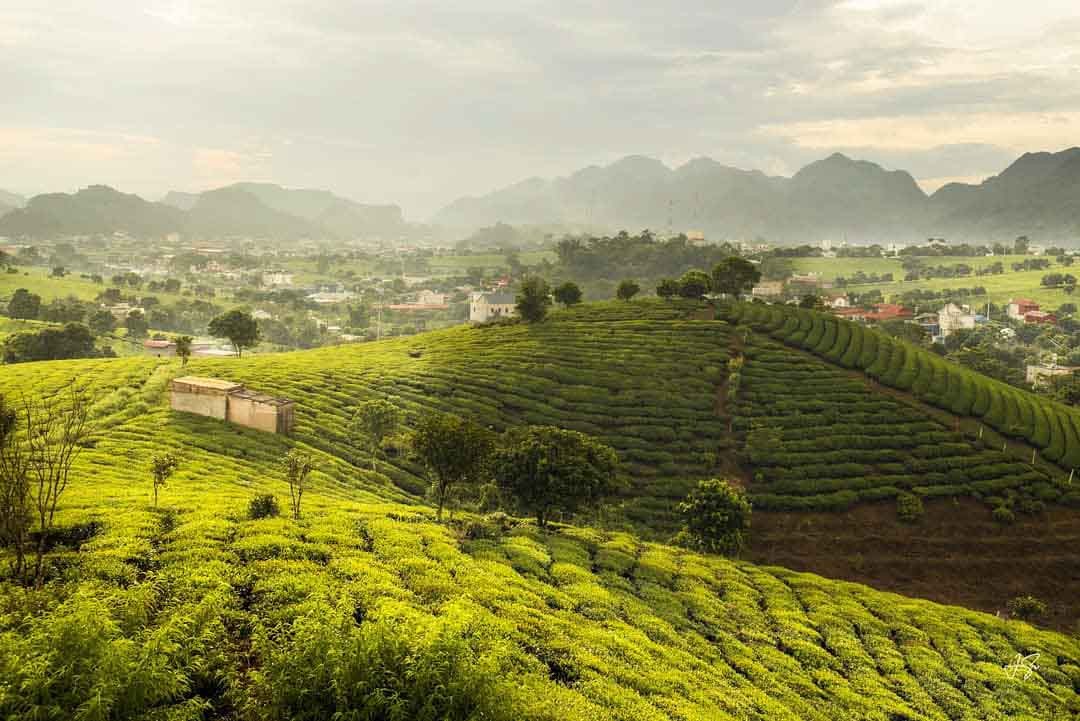 Kinh nghiệm đi du lịch Mộc Châu