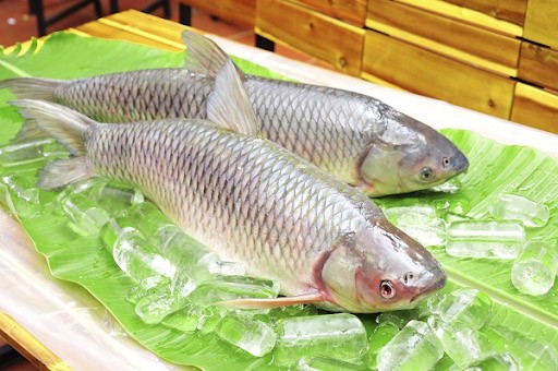 Cá trắm sông Son