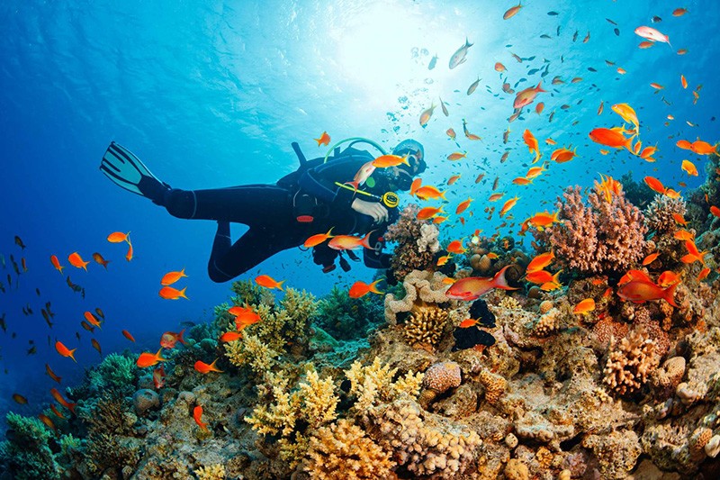 Lặn ngắm san hô tại đảo Krabi