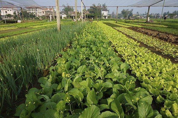 Làng rau Trà Quế