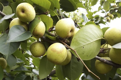 Mắc cọp (Lê Sapa)