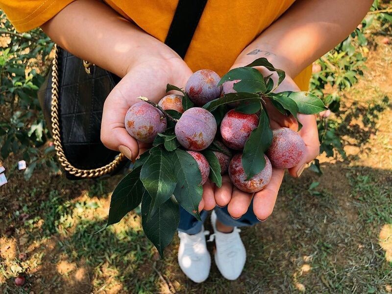mận nà ka chín 