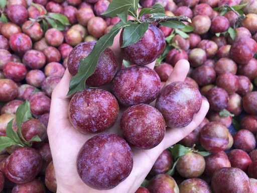 Mận Sapa