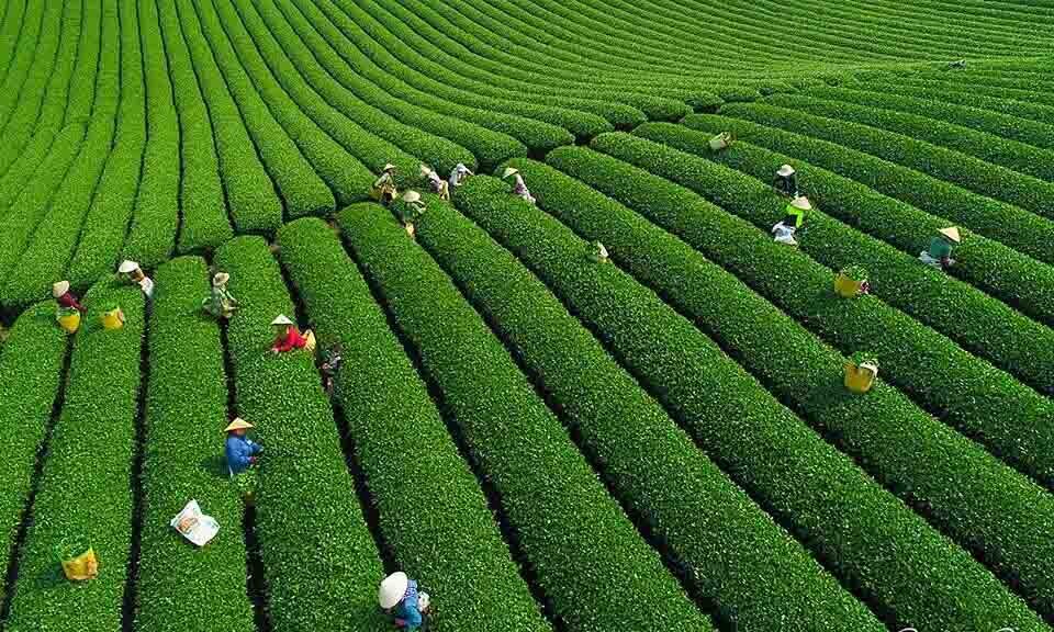 Những đồi chè thẳng tắp tại Mộc Châu