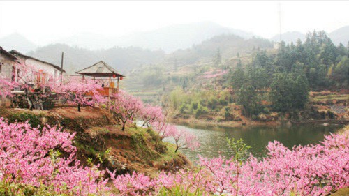 Mùa hoa mận đào Hà Giang