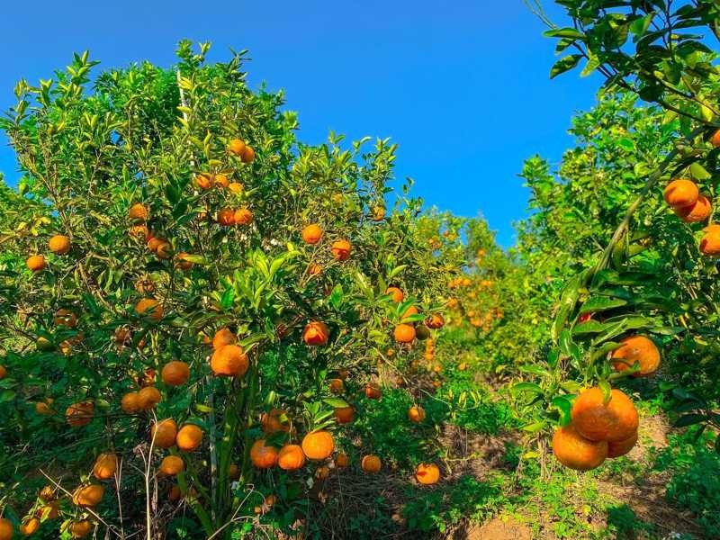 Vườn trái cây nhiệt đới ngay giữa lòng cao nguyên. 
