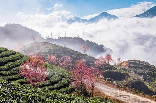 Mộc Châu tháng 9 - đồi chè ô long