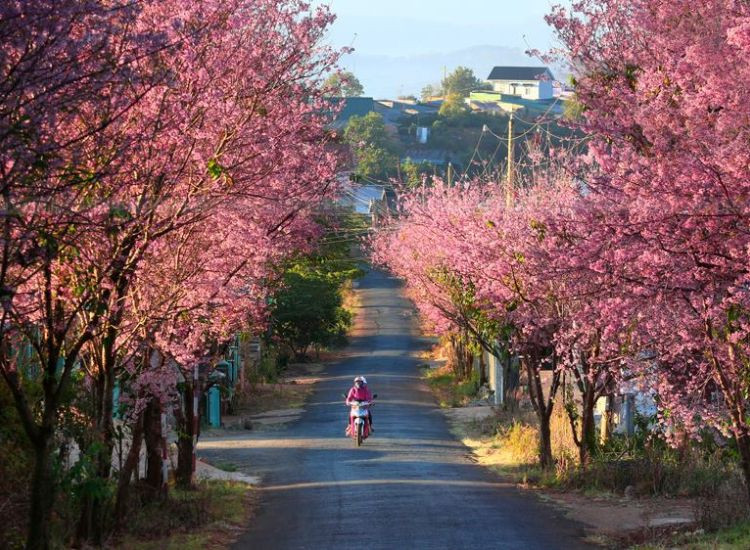 tour Đà Lạt 3 ngày 3 đêm 1
