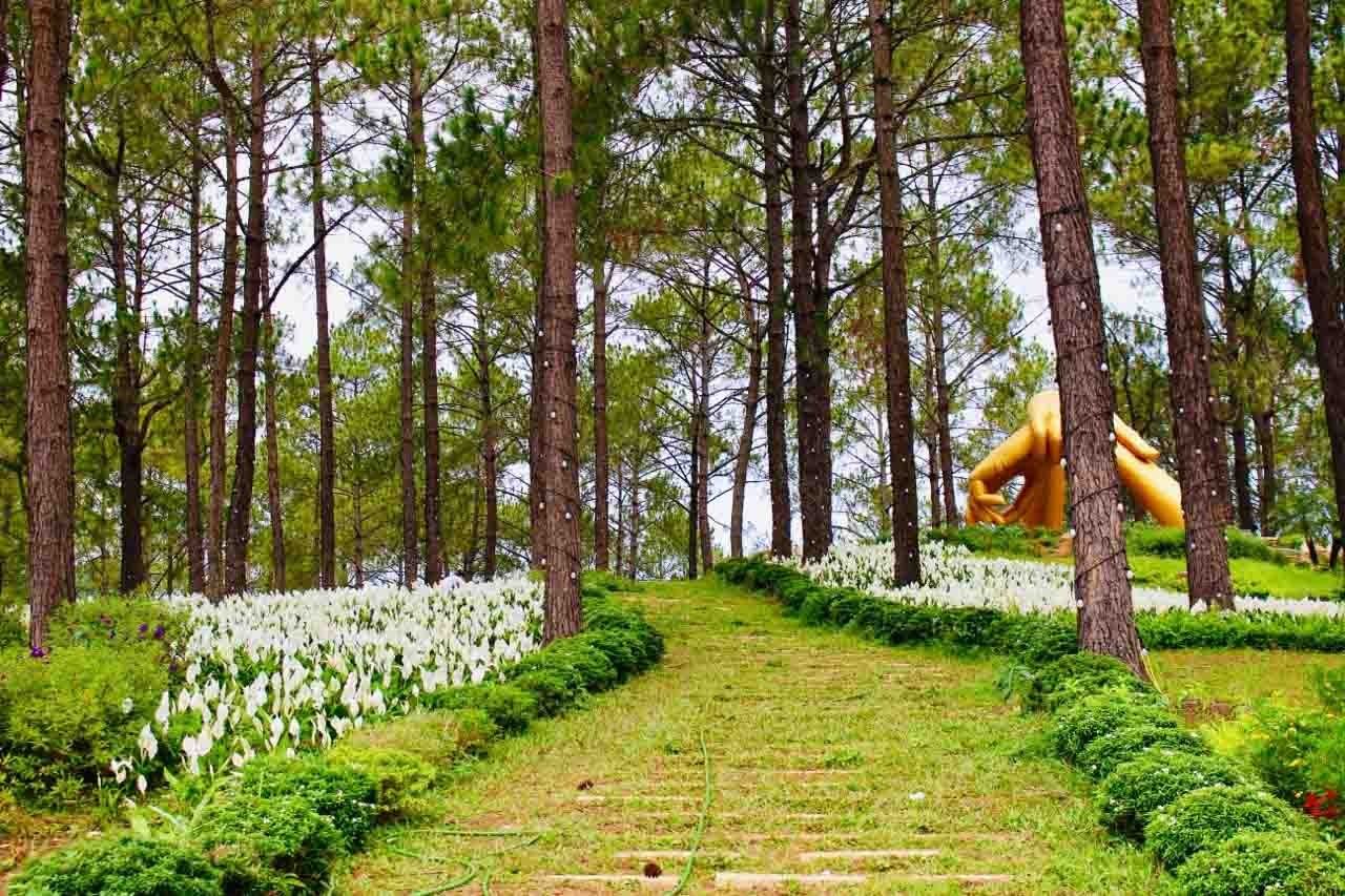 Rừng thông Bản Áng