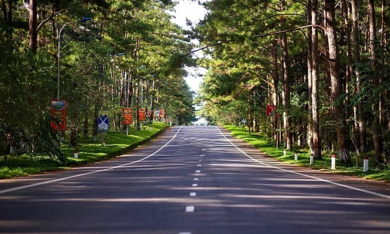 Rừng thông Măng Đen Rừng thông Măng Đen