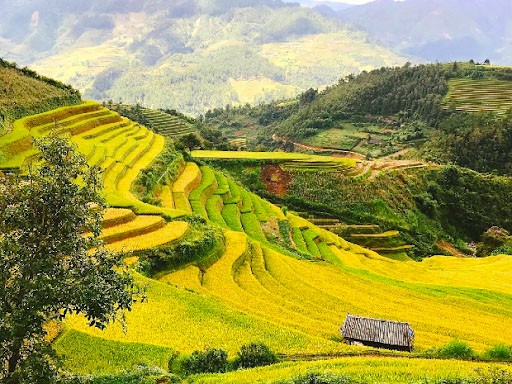 Ruộng bậc thang vào mùa thu ở Sapa