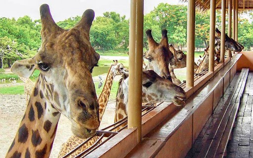 kinh nghiệm đi Bangkok, trải nghiệm Safari World