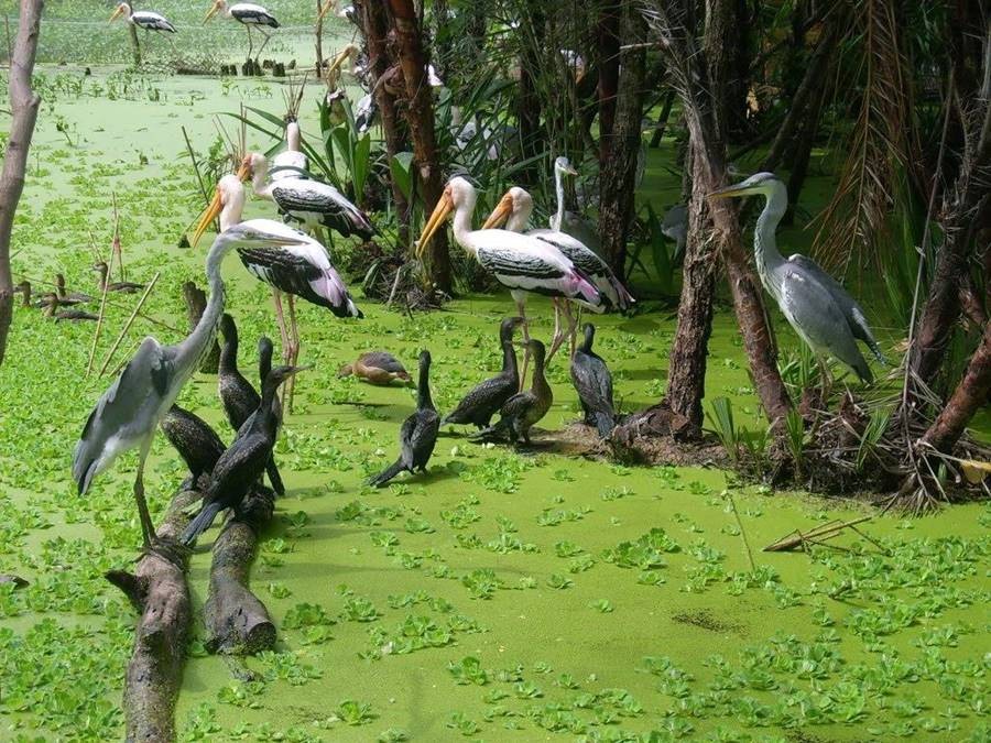 du-lich-ca-mau-kham-pha-ve-dep-mien-tay-cuc-nam-to-quoc(1)