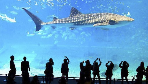Tham quan địa điểm du lịch Thái Lan SEA LIFE Bangkok Ocean World