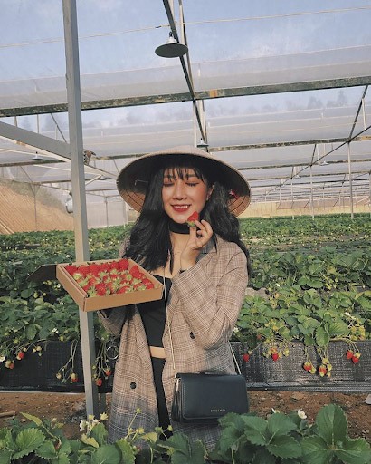 Thăm vườn dâu bản Tả Phìn