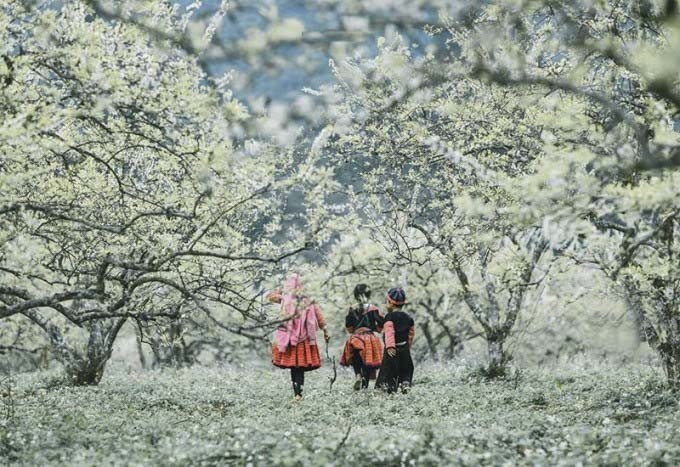 Thung lũng mận Nà Ka Mộc Châu