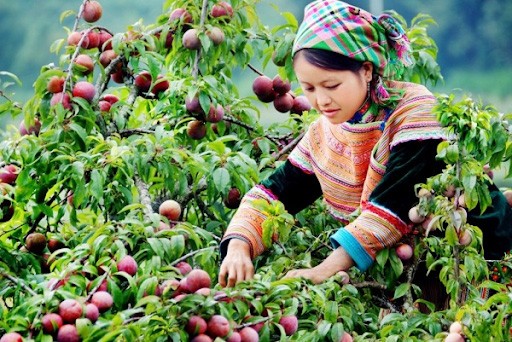 Du lịch Hà Giang tháng 11 - thung lũng Sửng Là