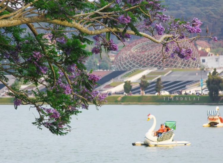 tour Đà Lạt Tết 2026 giá rẻ 3