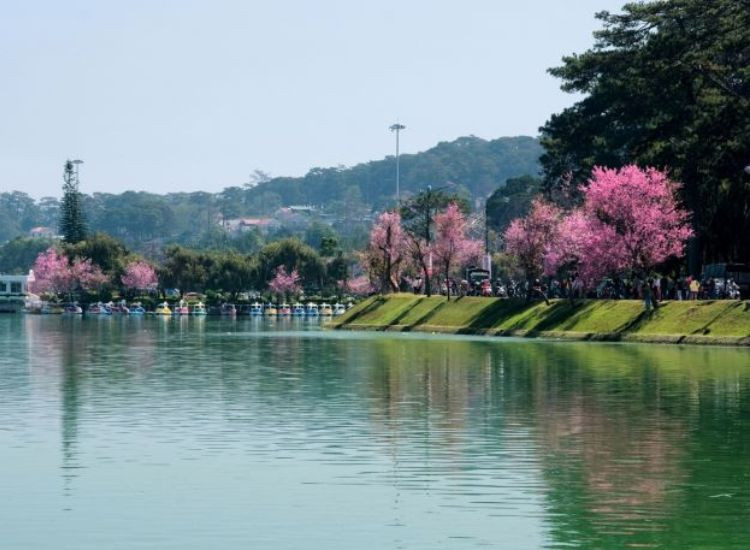tour Đà Lạt tết 2026 trọn gói 2