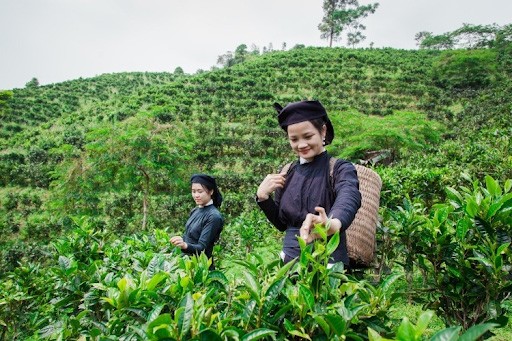 Mộc Châu tháng 9 - đồi chè Shan Tuyết
