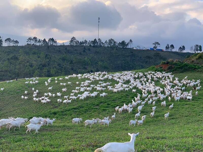 Trang trại dê sữa Măng Đen Trang trại dê sữa Măng Đen