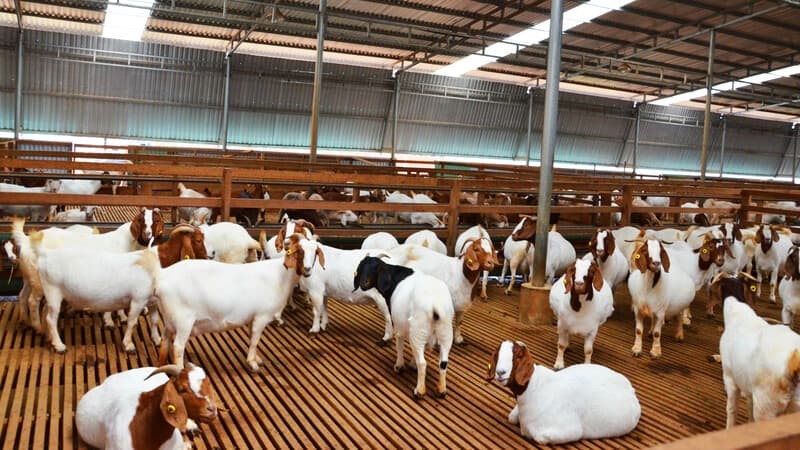 Quy mô trang trại dê sữa Măng Đen Quy mô trang trại dê sữa Măng Đen
