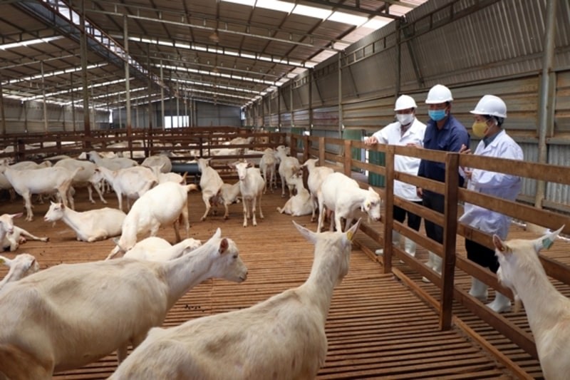 Mở rộng mô hình chăn nuôi dê sữa Mở rộng mô hình chăn nuôi dê sữa