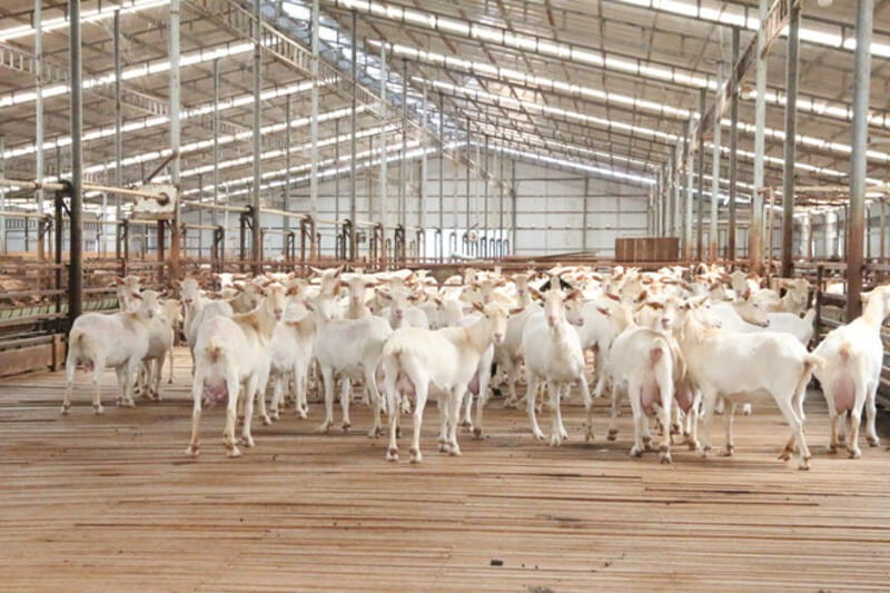 Giới thiệu về trang trại dê sữa Măng Đen Giới thiệu về trang trại dê sữa Măng Đen