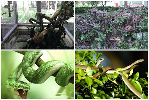 Viện Nghiên cứu rắn độc Hoàng Gia 