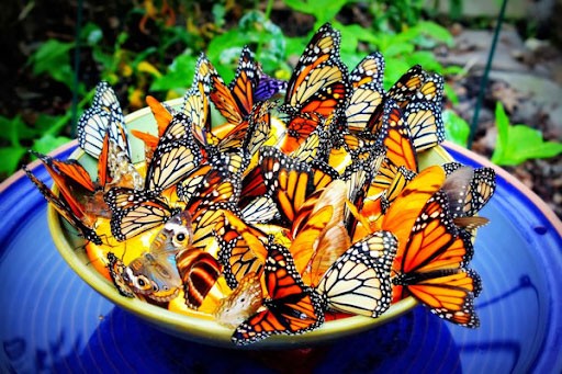 Vườn bướm Thái Lan