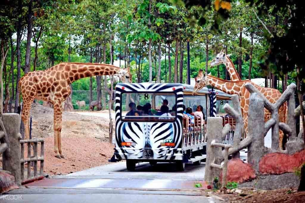 Tham quan Chiang Mai Night Safari Tham quan Chiang Mai Night Safari