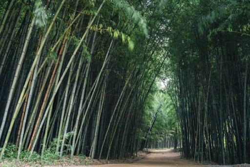 Vườn trúc Juknokwon