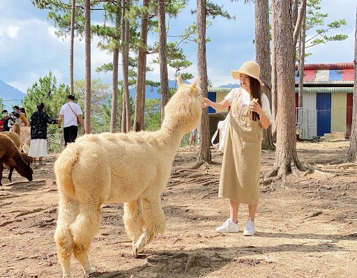 du lịch Đà Lạt vào mùa nào đẹp - Zoodoo